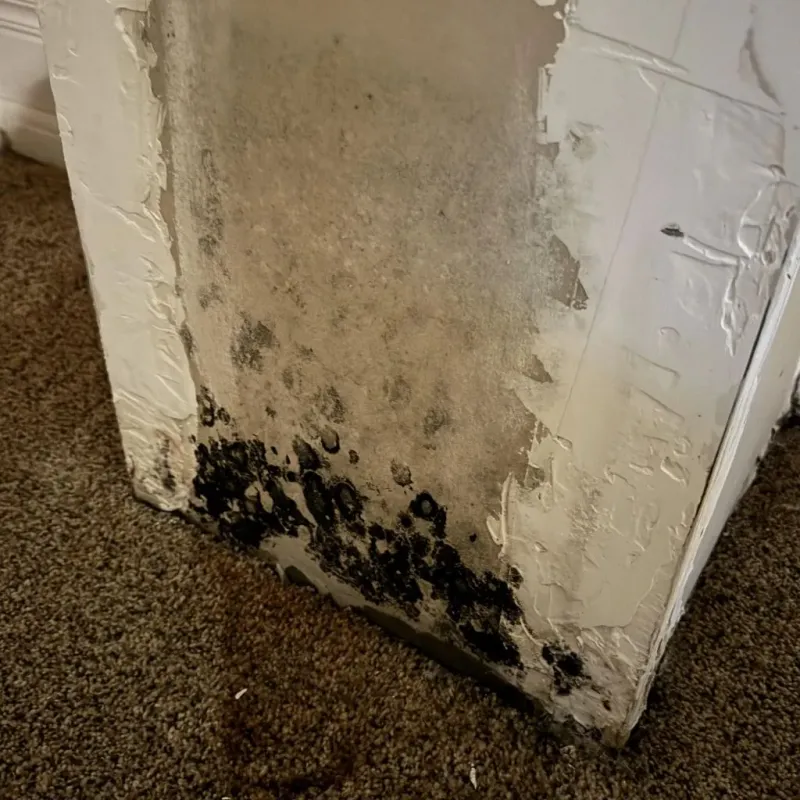 Professional Mold Removal in Clear Lake Riviera, CA